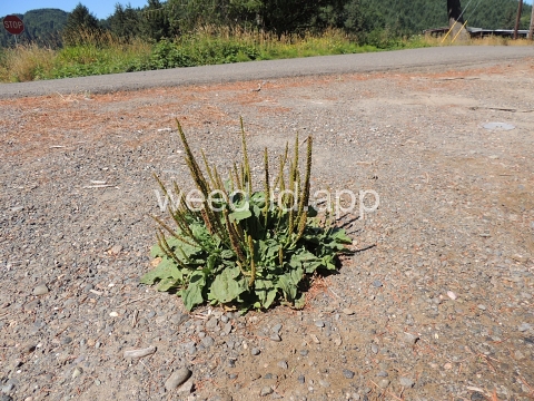 plantain, broadleaf